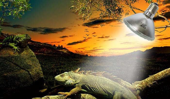 GMY Technology 的爬行动物健康灯