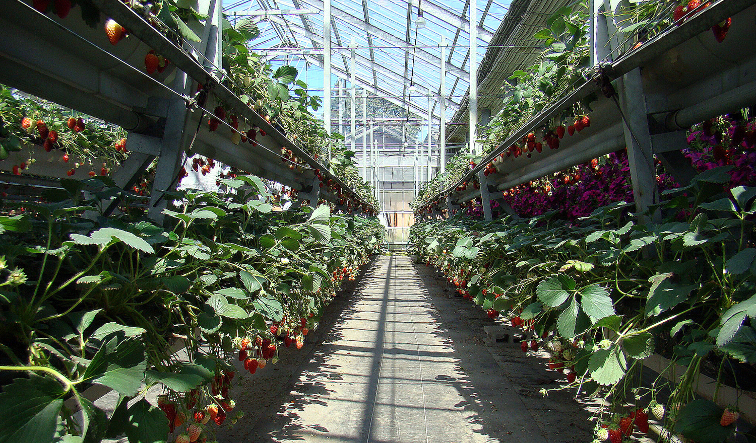 UVB草莓病虫害防治