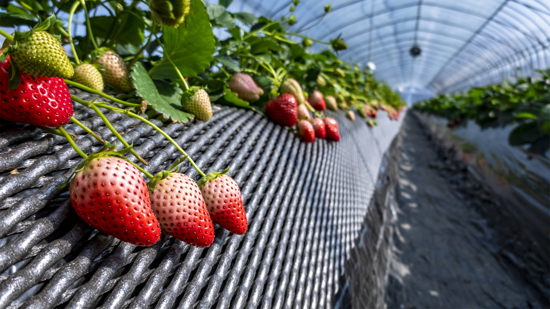 兵库県立农林水产技术総合センター 『芭芭によりハダニは増えない』