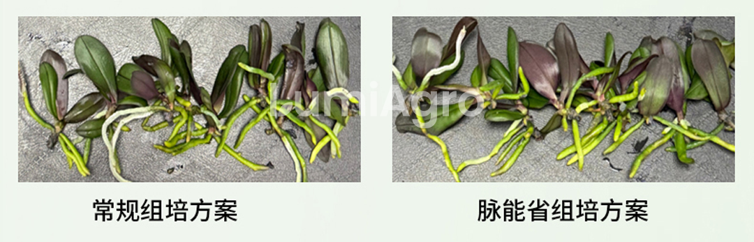 安娜蝴蝶兰组培对比