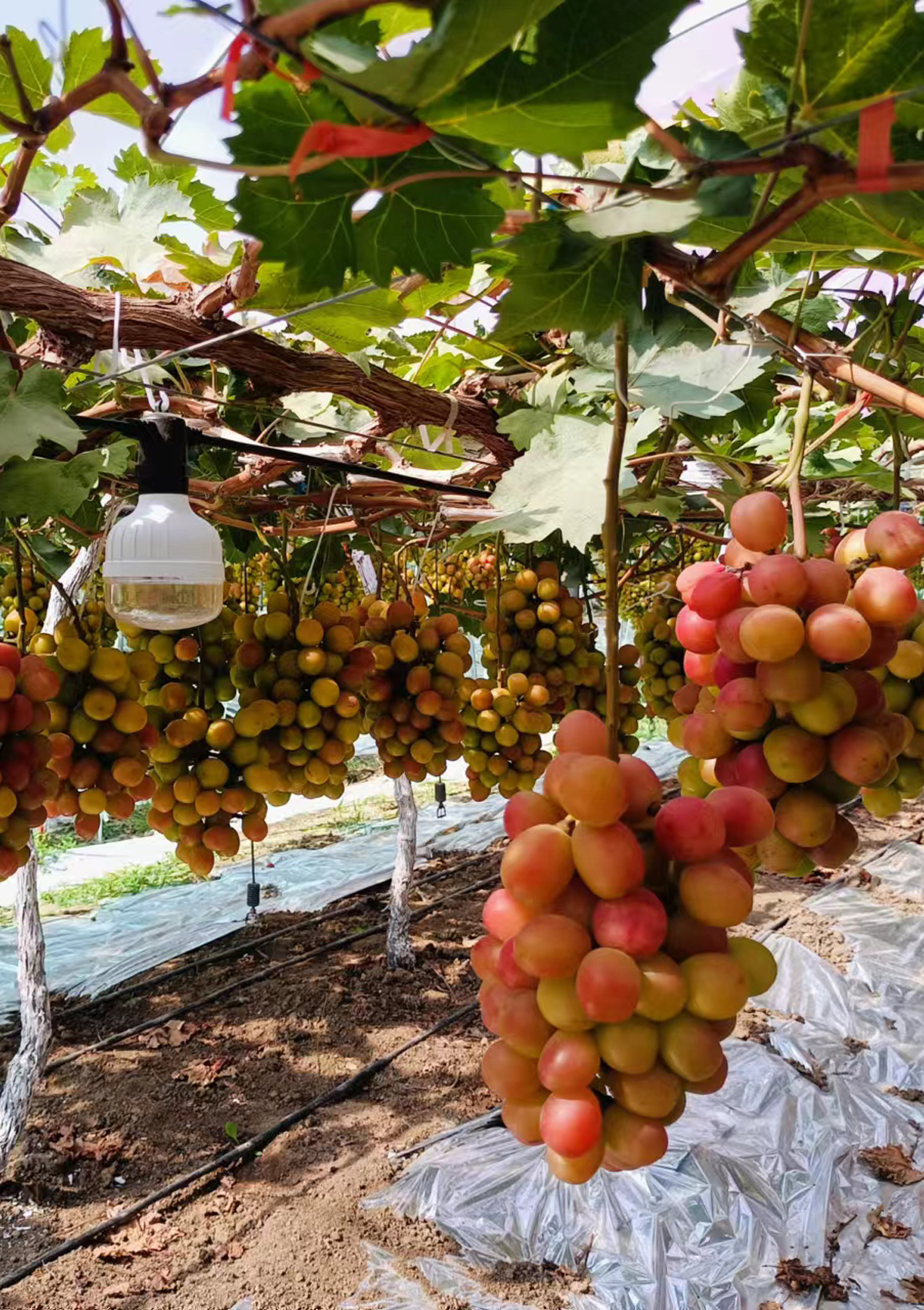 补光后25天的葡萄