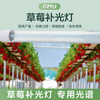 草莓补光灯