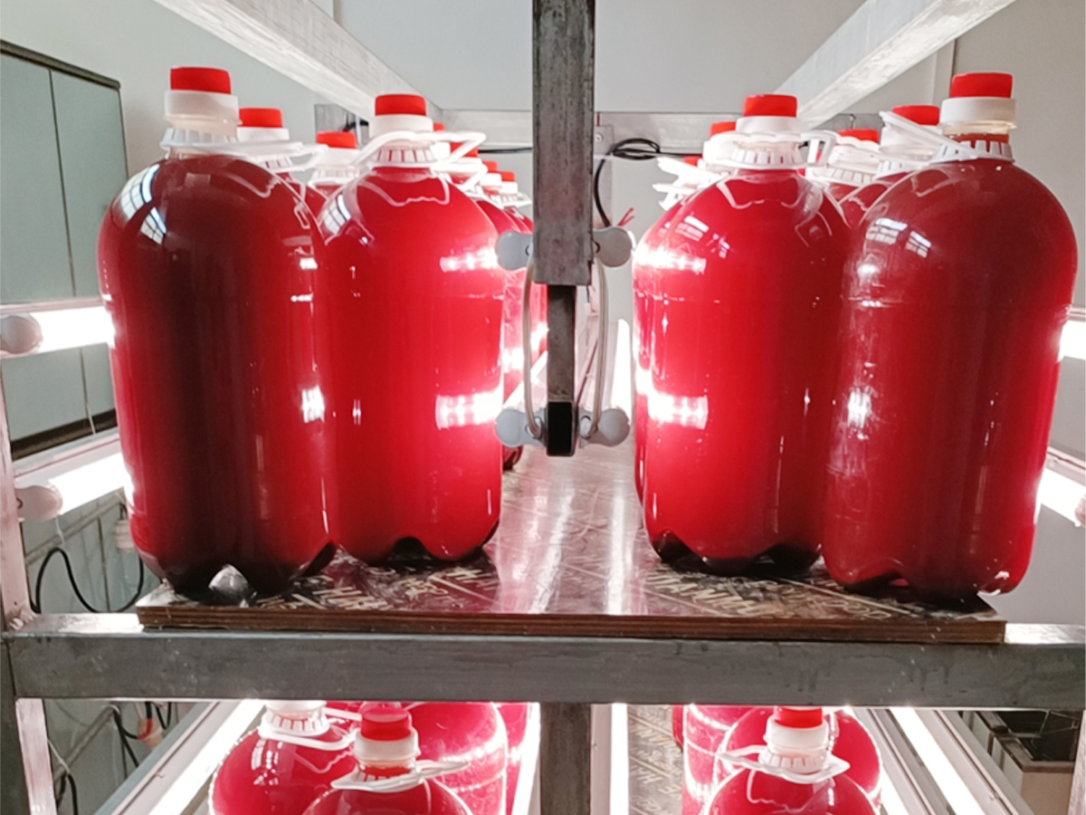 光合细菌培养灯培养效果