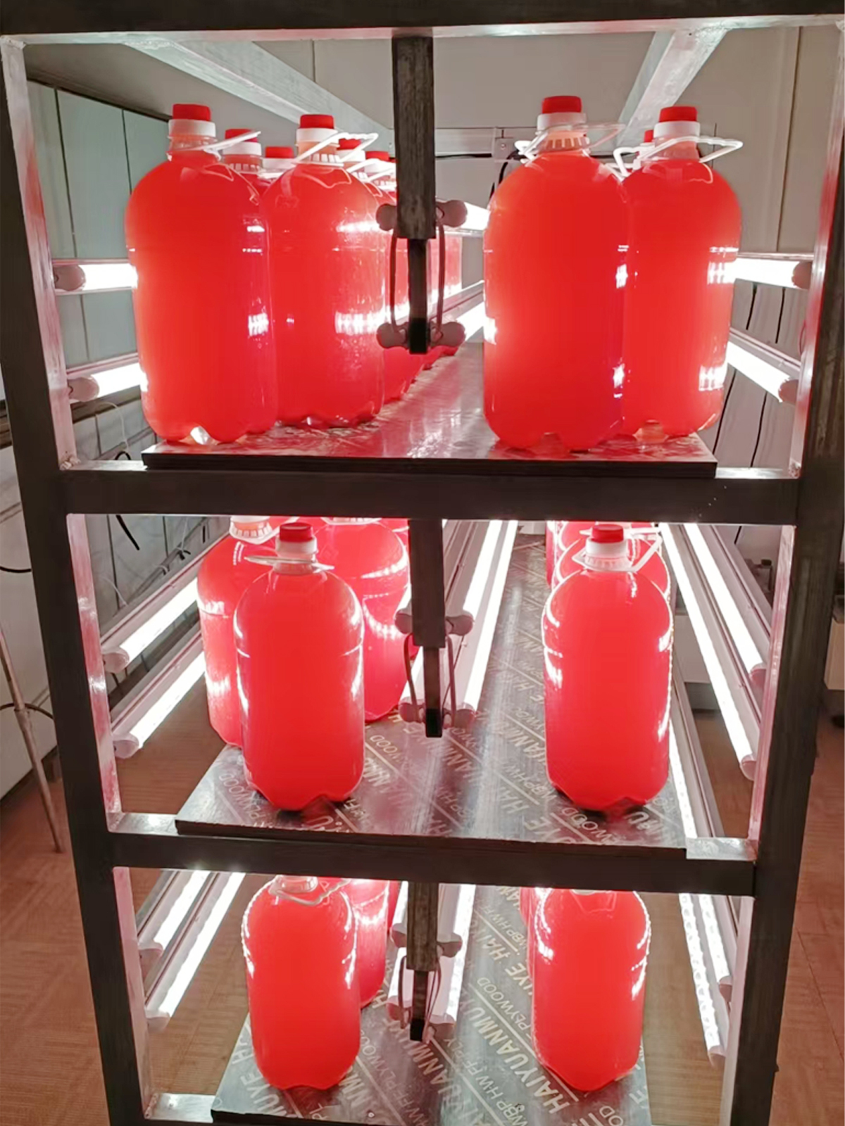 光合细菌培养灯效果-开始光照培养