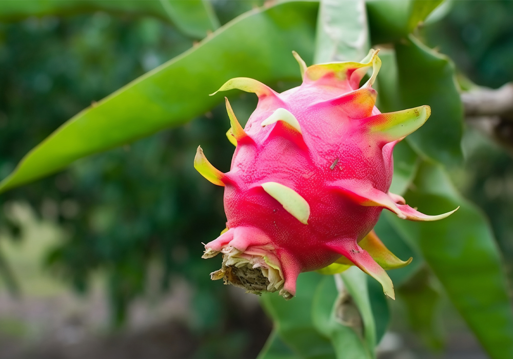 火龙果种植基地