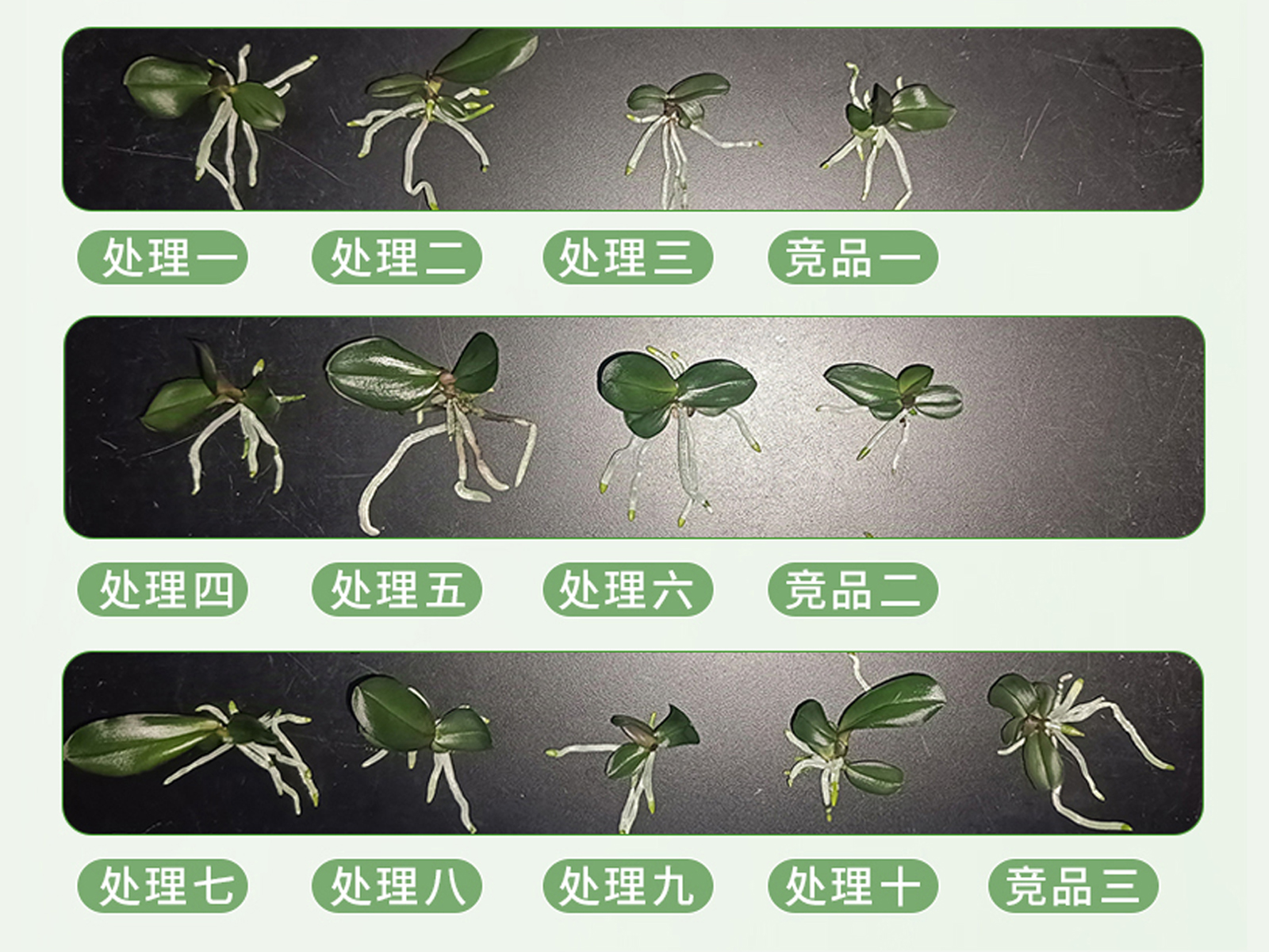 不同光处理下的“安娜”蝴蝶兰的生长数据