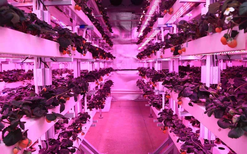 Shaping the Future of Farming Through Advanced Light Technology