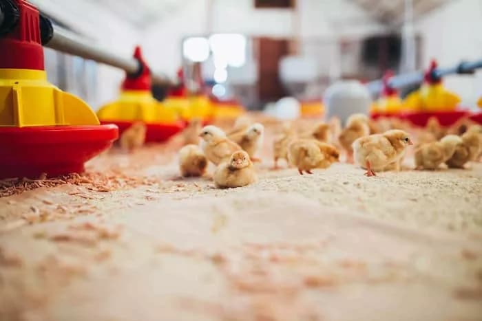 GMY Introduces Advanced Optical and Thermal Solutions for Livestock Breeding and Reptile Care