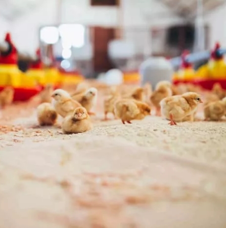 Light For Livestock Breeding