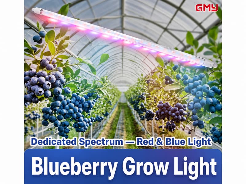 Grow light for insufficient sunlight