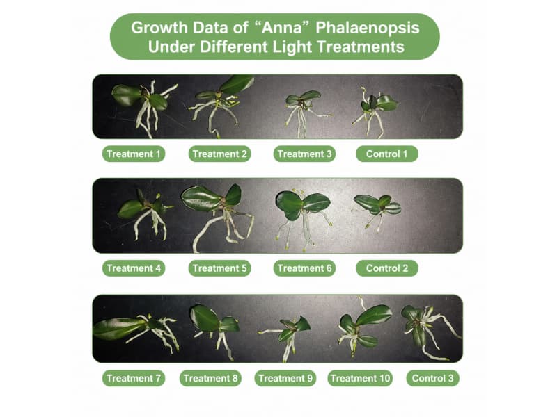 Anna Phalaenopsis Trial Result 1