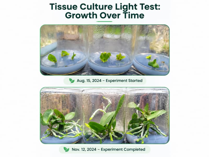 LED tissue culture light for acclimatization