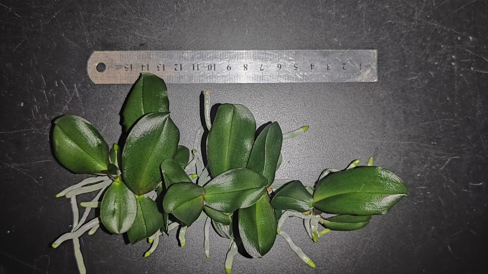 处理7的“安娜”蝴蝶兰组培苗效果