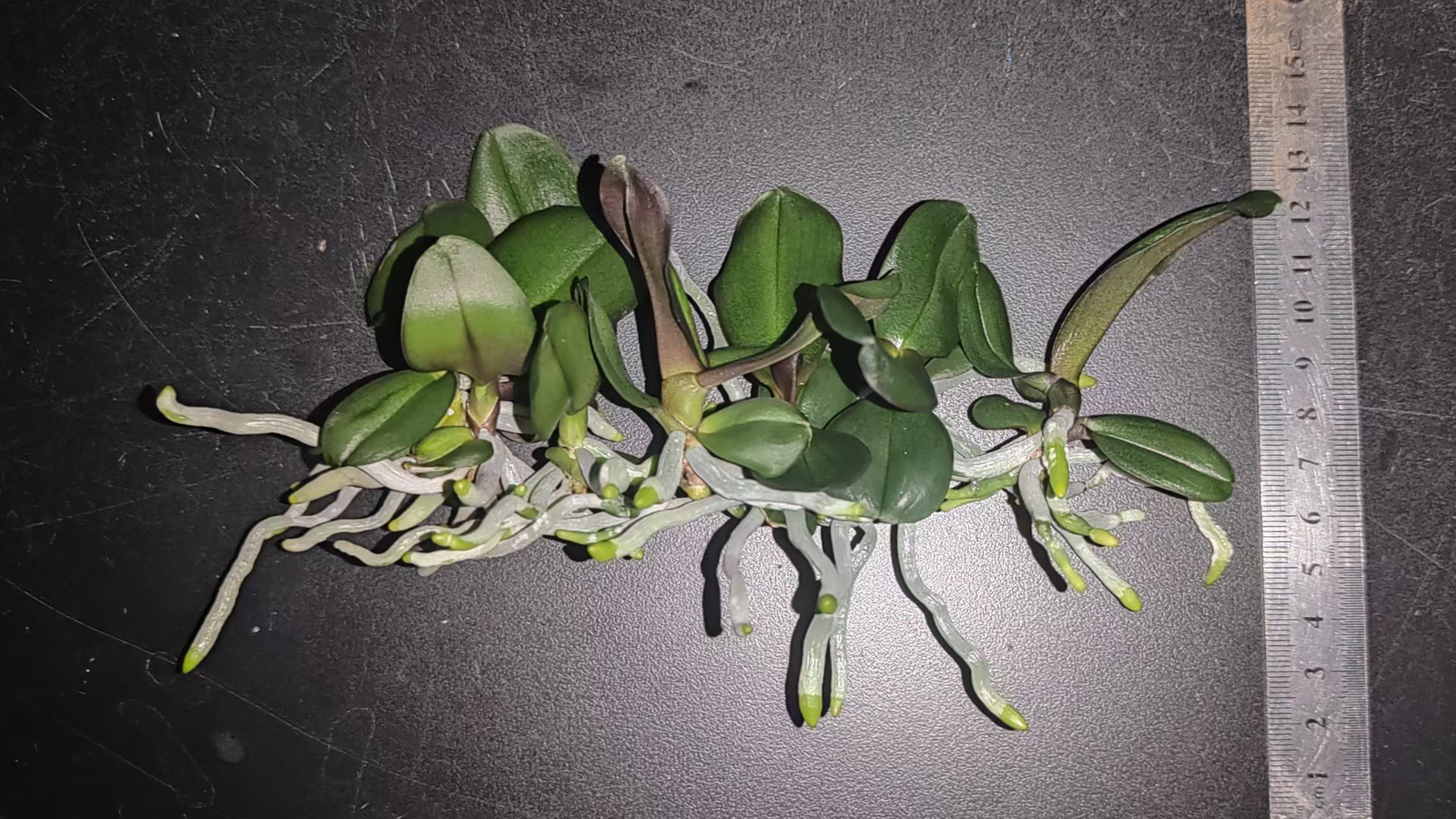 处理7的“安娜”蝴蝶兰组培苗效果